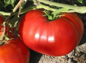 Delicious Tomato Seeds, NON-GMO, World Record Beefsteak, Heirloom, FREE SHIPPING - Picture 1 of 2