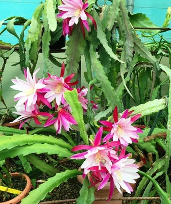 Esqueje sin enraizar de epiphyllum  CLIMAX. Bicolor fucsia y rosa. Flor L - Imagen 1 de 4