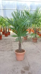 Trachycarpus fortunei 140 cm - Stamm 20/30 cm - Hanfpalme -17°C - Bild 1 von 1