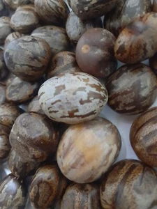 biji getah - Picture 1 of 10