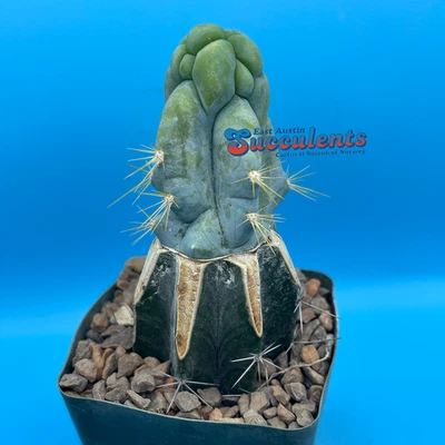 Pilosocereus azureus monstrose 'melted mike' graft (826) Live Grafted Cactus - Image 1 of 4