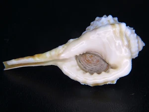 CYMATIUM ENCAUSTICUM: THE LARGEST ON EBAY @ 55.86MM! ALSO OPERC & BEST PRICED! - Picture 1 of 3