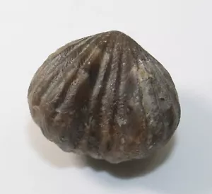Brachiopode, Lepidocyclus sp., Ordovizium, Warren County, Ohio, USA -x834 - Bild 1 von 6