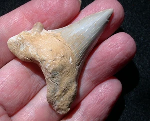 Large Fossil Shark Tooth Extinct Megalodon Ancestor 1.97 Inches Length Sharp - Picture 1 of 11