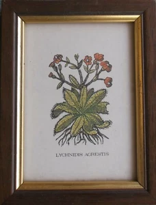  DEKOR TOSCANA - LYCHNIDIS AGRESTIS - QUADRETTO CM.10 X CM.13  CORNICE IN LEGNO  - Foto 1 di 4