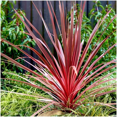 Cordyline 'Charlie Boy' Palm Tree | Evergreen Perennial | Pot Plant - Image 1 of 2