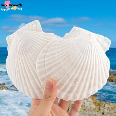 6 Pack 4-5 Inch Large Scallop Shells Sea Shells for Crafting Beach Decor - Image 1 of 4