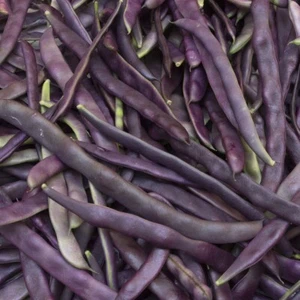 1/4 Lb Royal Burgundy Green Bush Bean Seeds - Everwilde Farms Mylar Seed Packet - Picture 1 of 2