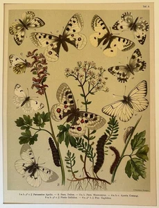 Falter Cromolithografie Parnassius Apollo Delius Mnemosyne Pieris Callidice 888 - Bild 1 von 2