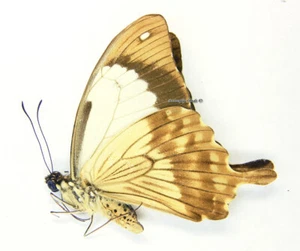 Unmounted Butterfly/Papilionidae - Papilio dardanus humbloti, RARE!, M, Comoro - Foto 1 di 1