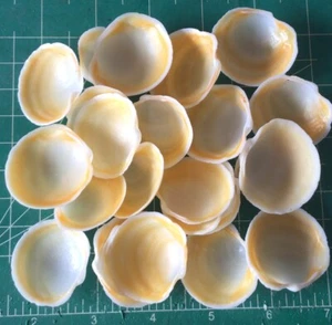 20 Buttercup Lucine 1  1/2”  Seashells Hand Picked, Washed, Polished Shell Art - Picture 1 of 1