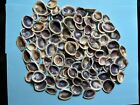 1/2+ Pound Cross-Barred Venus Clam Lot / Florida Shells *110 Shells