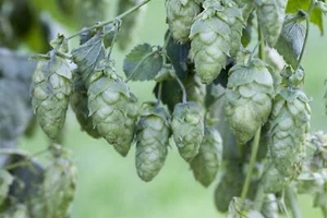 Humulus lupulus 'Hersbrucker', Hopfen, 40–60 cm - Bild 1 von 2