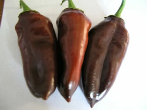 20 Original reine Samen von Jalapeno BROWN -BRAUN- CHOCOLATE- würzig, - Bild 1 von 1