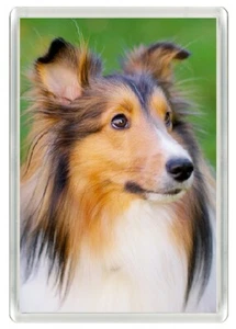 SHETLAND SHEEPDOG SHELTIE DOG HEAD ART PRINT NOVELTY FRIDGE MAGNET GREAT GIFT - Foto 1 di 1