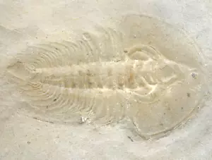 Kambrium Olenellus (Paedeumias) chiefensis Seltener Trilobit Nevada USA T1-7 - Bild 1 von 4