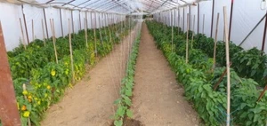 Bauernhof in Ungarn - Perfekt für Selbstversorger und Gemüseanbau - Bild 1 von 17