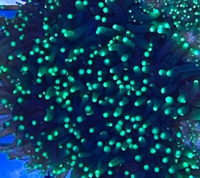 Emerald Galaxea Aquaculture Saltwater SPS Coral. Grown in USA at coralSLover