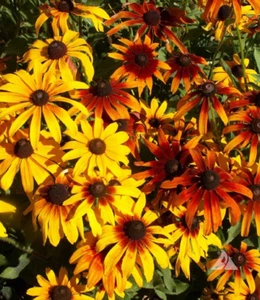 GLORIOSA DAISY Rudbeckia Hirta Heirloom Native Perennial Non-GMO 1000 Seeds! - Picture 1 of 6