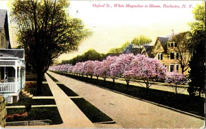1910 Rochester, NY Oxford St. Weiße Magnolien in Blüte New York Postkarte - Bild 1 von 2