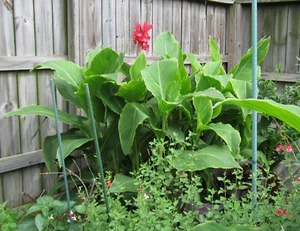 Salmon Pink CANNA CANNAS LILY 5/FIVE Rhizome Bulb Green Leaves Sub Tropical Plnt - Picture 1 of 14