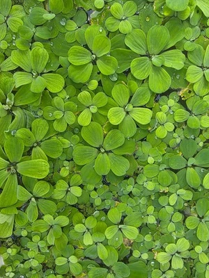 🌿 Fresh Dwarf Water Lettuce – Large Portion (4 Cups) – (Pistia Stratiotes) - Image 1 of 3