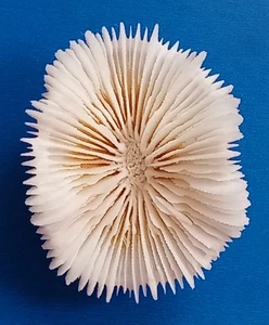 Caparazón de mar hongo coral, pequeño 43,2 mm, bonita forma blanca, impresionante - Imagen 1 de 4