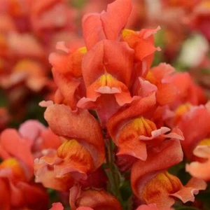 Snapdragon Seeds 50 Pelleted Seeds Snapdragon Snapshot Orange - Picture 1 of 1