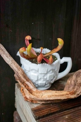 🔥 Sarracenia Doodle Bug Pitcher Plant Potted Glass Pitcher GREAT GIFT! - Image 1 of 3