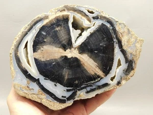 Eden Valley Petrified Wood Blue Forest Wyoming Polished Round #O4 - Picture 1 of 12