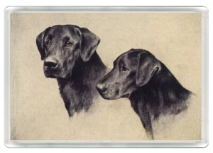LABRADOR RETRIEVER HUNDE KOPFSTUDIE HUND KUNSTDRUCK NEUHEIT KÜHLSCHRANKMAGNET GESCHENK - Bild 1 von 1