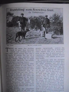 Rabbiting Ferrets and Guns Ferreting Hunting Rare Old Edwardian Article 1908 - Imagen 1 de 4