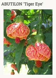 Tiger Eye Abutilon Flowering Maple SMALL ROOTED STARTER Plant - Picture 1 of 18