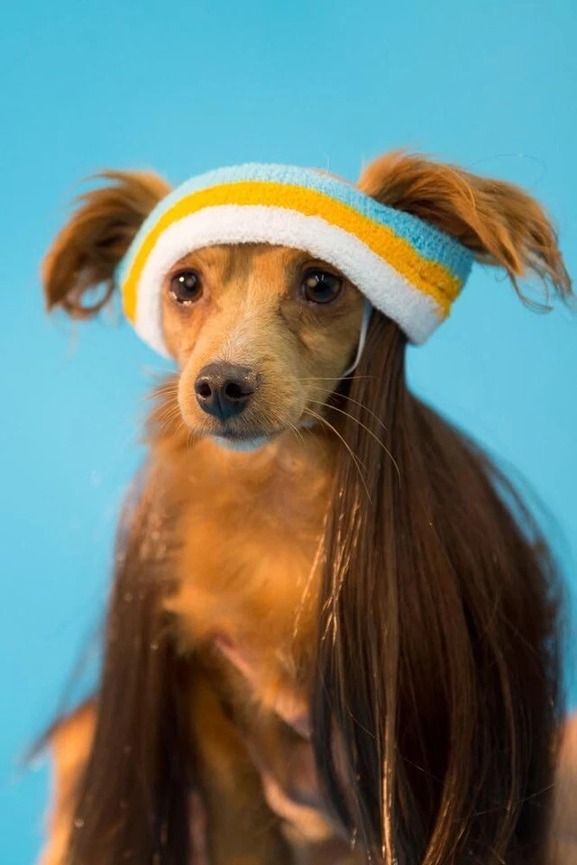 Beachcomber Salmonete Marrón Elegante Vestir Halloween Perro Gato Mascota Disfraz Accesorio Foto 1 de 1