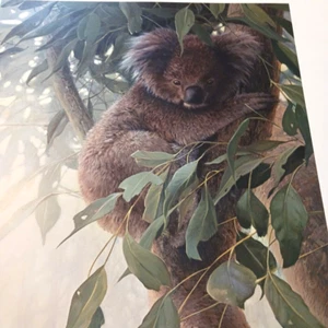 John Seerey-Lester Koala Australia Child Of The Outback Signed Limited Ed COA - Picture 1 of 11