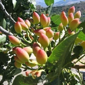 Pistachios 10 PCS fresh seeds. Pistachio organic seeds from Tajikistan - Bild 1 von 8