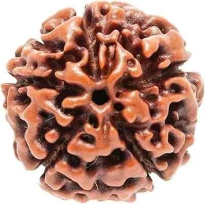 5 Mukhi Rudraksh Original Nepali Bead Energised Five Face Rudraksha Natural - Picture 1 of 4