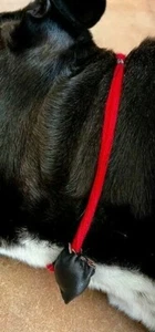 PROTECCIÓN ESPIRITUAL PARA TU PERRO, MAKUTO, AMULETO, AKOSE IFA, RARO. - Imagen 1 de 3
