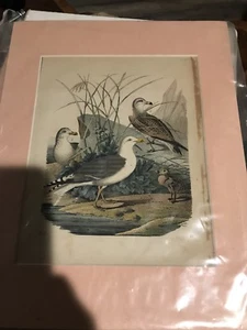 Grabado a color de 1853 de aves raras, placa #11. 8x10"" - Imagen 1 de 6
