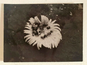 Dr. Lino Pellegrini Photo, Pacific Starfish, Vintage Gelatin Silver Print