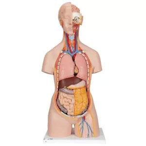3B Scientific B19 Classic Unisex Human Torso Model w/ Open Neck & Back, 18pt NEW - Picture 1 of 5