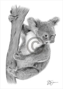KOALA ON A TREE art pencil drawing print A4/A3 signed artwork by UK artist - Picture 1 of 1