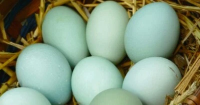 STANDARD 6) Fertilized Araucana chicken Hatching Eggs. Blue/Green Layers Only
