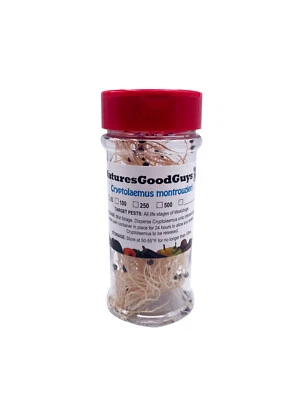 10 Cryptolaemus Montrouzieri - Mealybug Control - NaturesGoodGuys