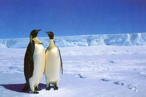 Par de pingüinos -- POSTAL - Imagen 1 de 2