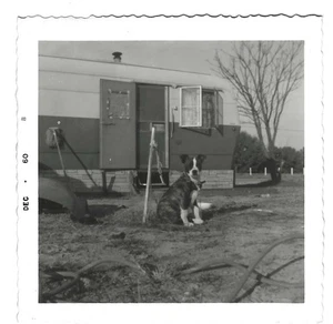4 Vintage Vernacular Snapshots Dog Chained in Trailer Park Yard 1960 - Picture 1 of 4