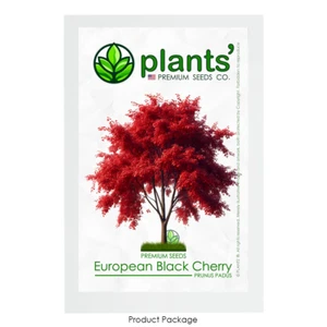 European Black Cherry Tree | Premium Seeds | Prunus padus 'Fall' | Plants'® - Picture 1 of 13