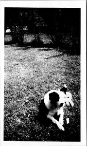1945 Pet Puppy Dog Outside Happy Vtg Found Photo Snapshot 2.75" x 4.5" - Picture 1 of 3