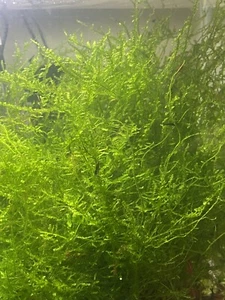 Java Moss Large Portion Live Freshwater Aquarium Plants, Shrimp, Snail, Healthy - Picture 1 of 4