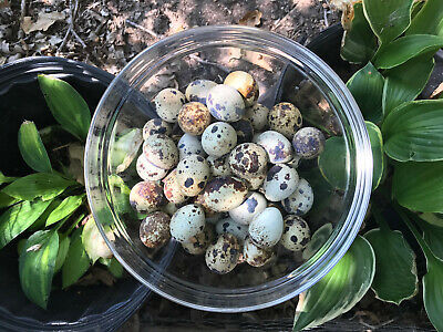 18 (+EXTRAS!) Assorted Rare Coturnix Quail Hatching Eggs! **FREE SHIPPING!** • 26.99$
